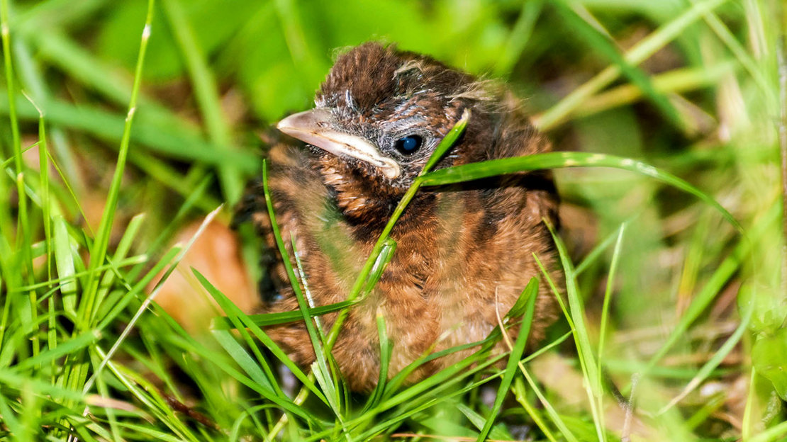 Blackbird juvenile