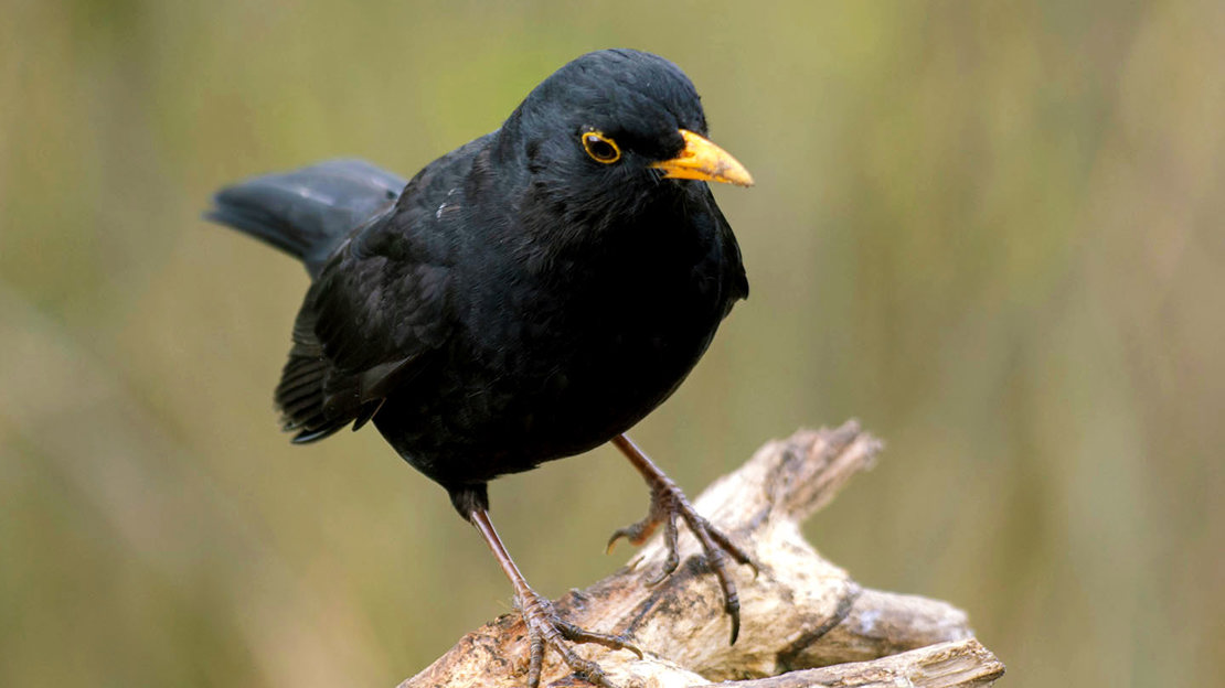 Male blackbird