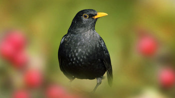 Male blackbird Male blackbird