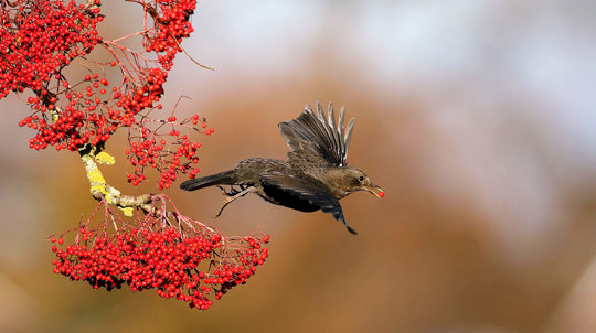 Female blackbird in flight with rowan berry