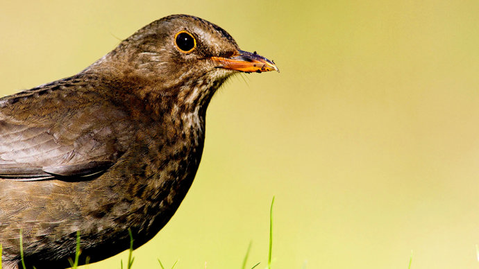 Female blackbird close up