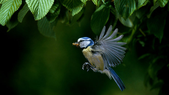 Blue tit in flight carrying insect
