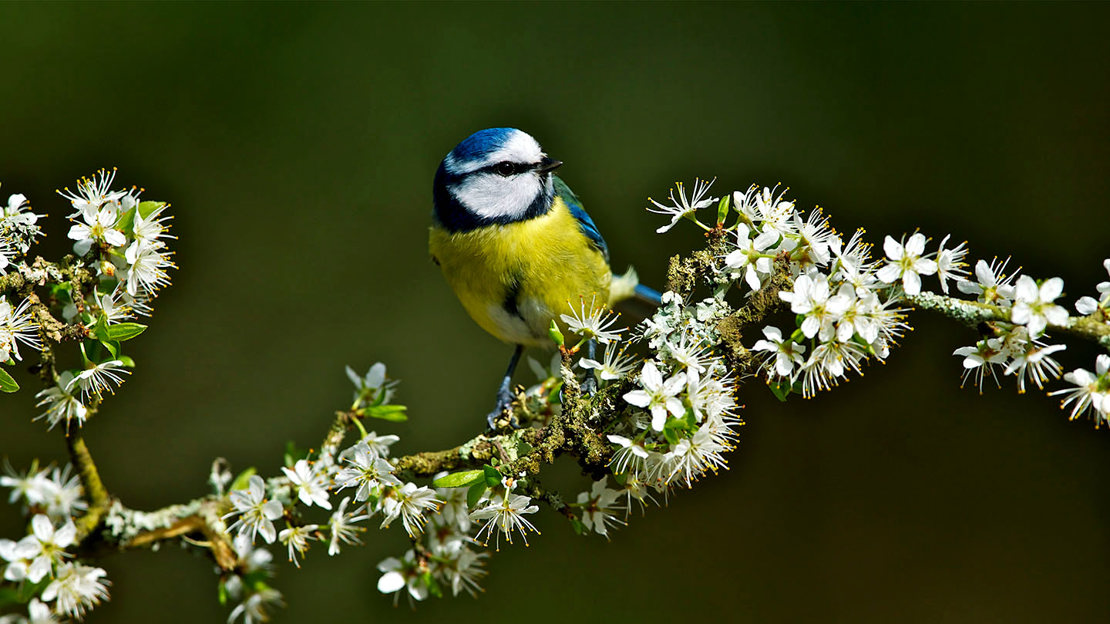 Blue tit on branch Blue tit on branch
