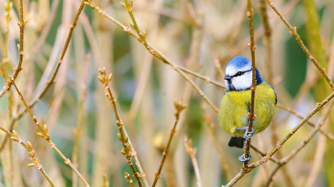 Blue tit sitting on branch