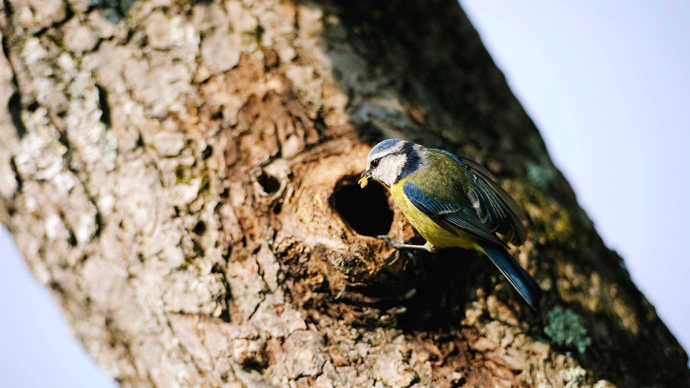 Blue tit with a caterpillar in its mouth
