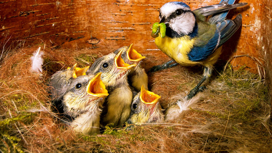 Juvenile blue tits in nest with adult Juvenile blue tits in nest with adult