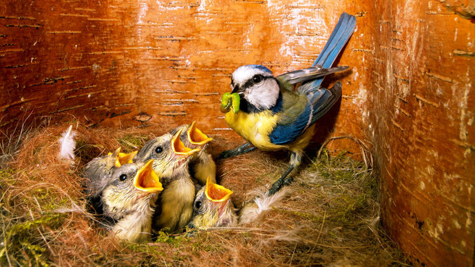 Juvenile blue tits in nest with adult