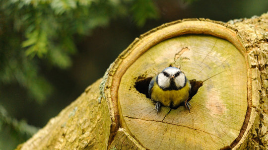 Blue tit peeking out from tree