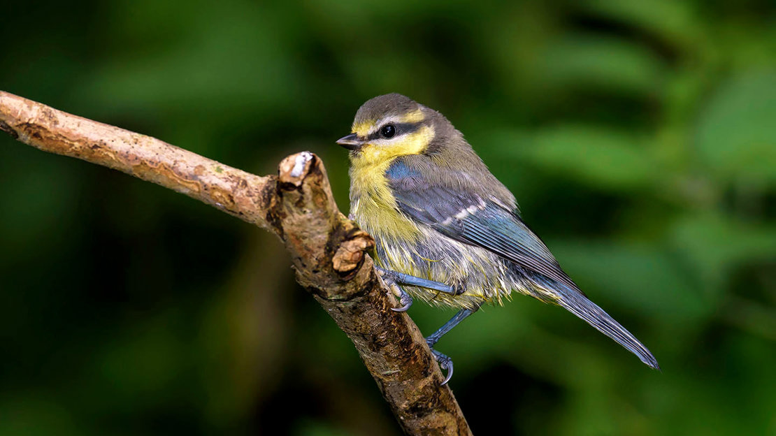 Blue tit fledgling perched on a twig