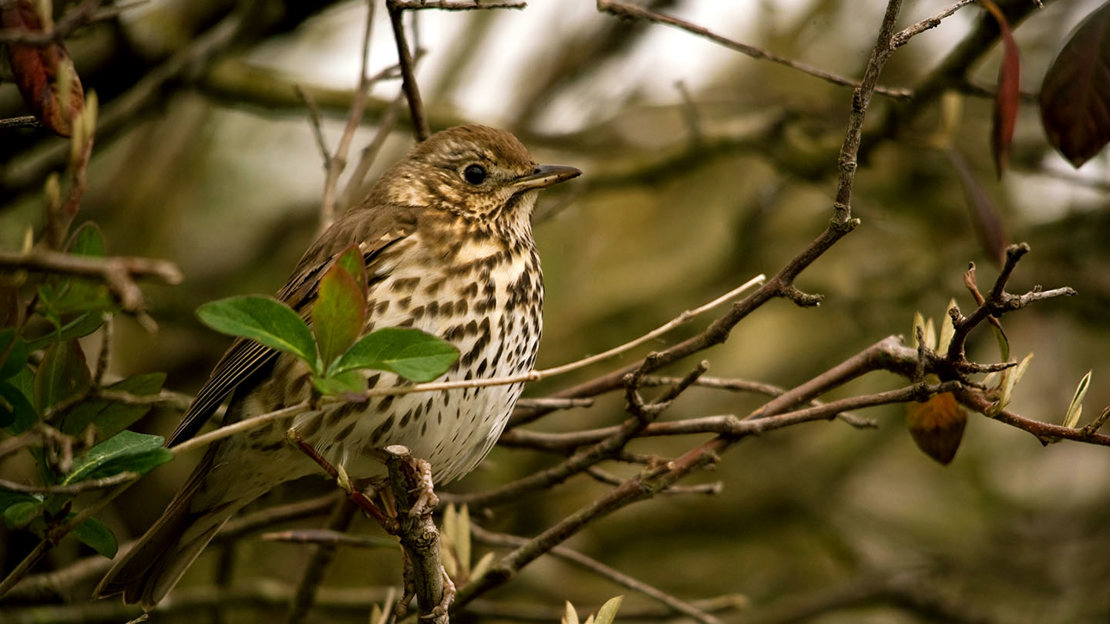 Song thrush perched in tree