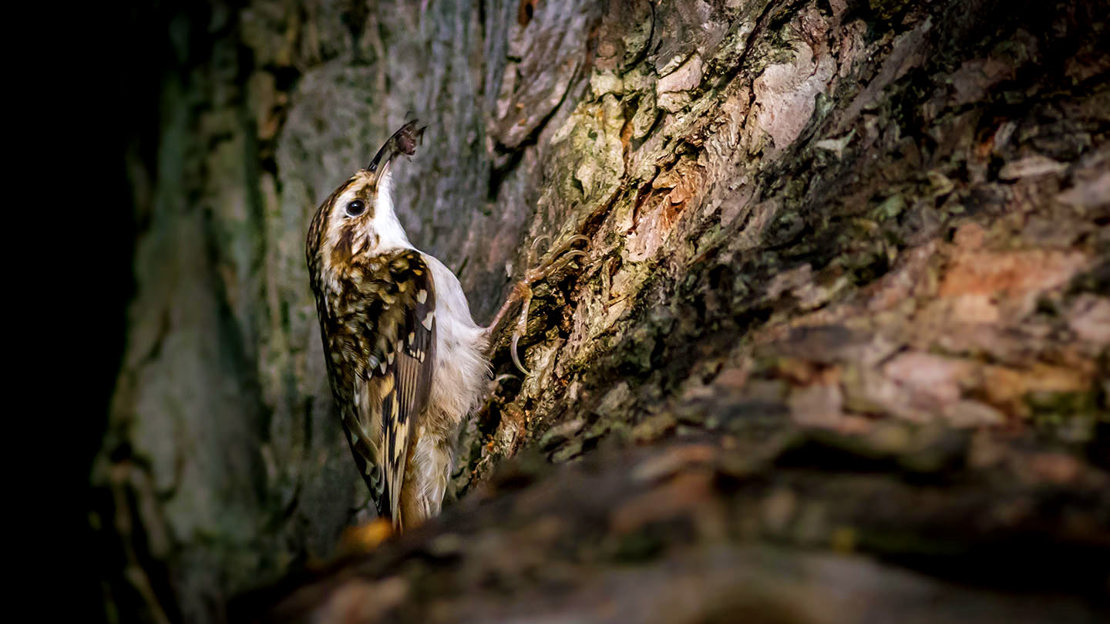 Treecreeper on tree trunk with insect in beak