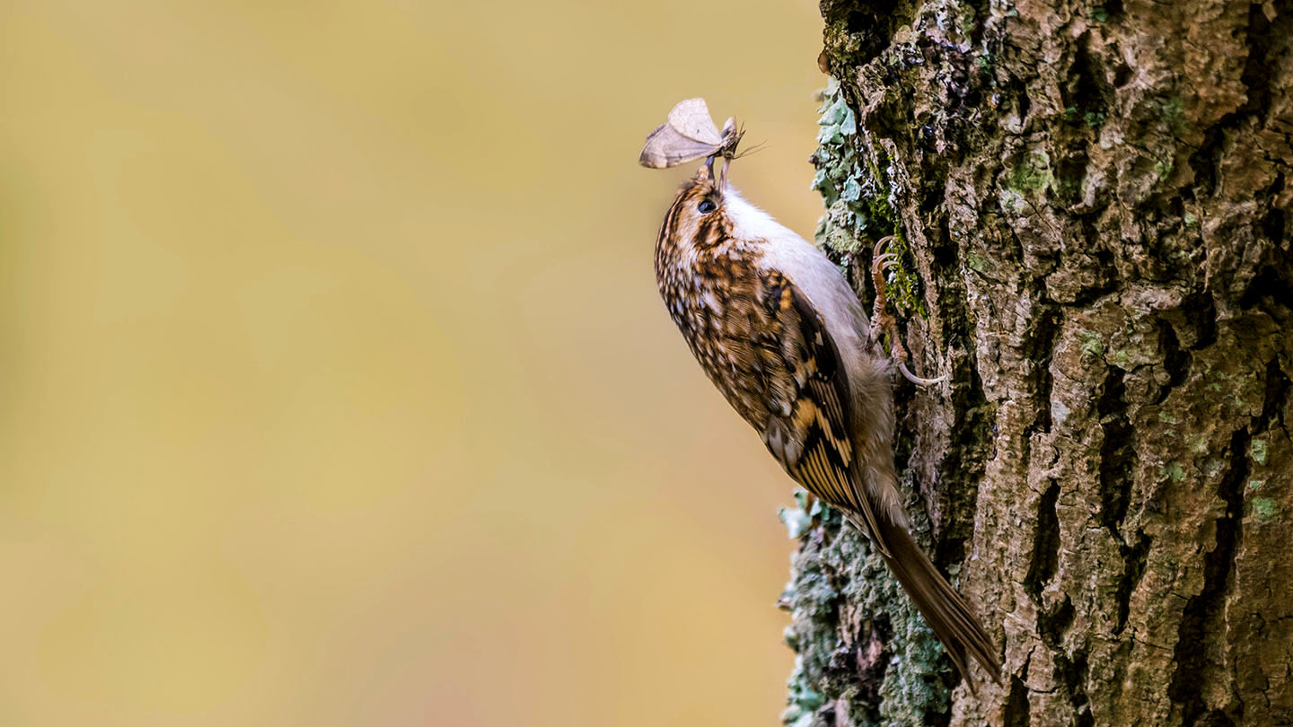 climbing birds