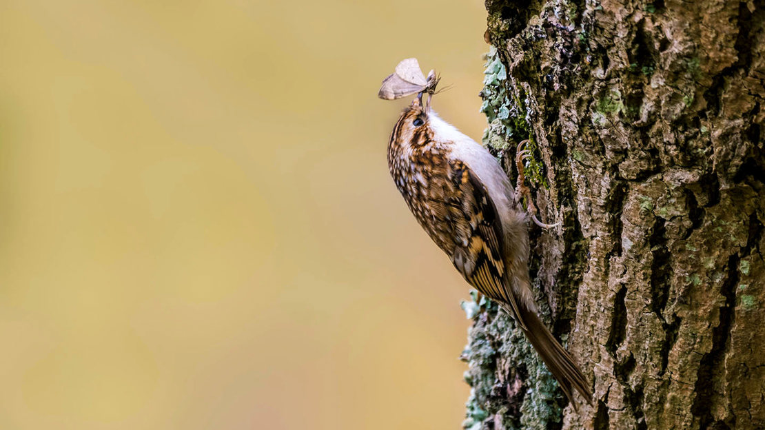 Treecreeper climbing tree trunk eating butterfly