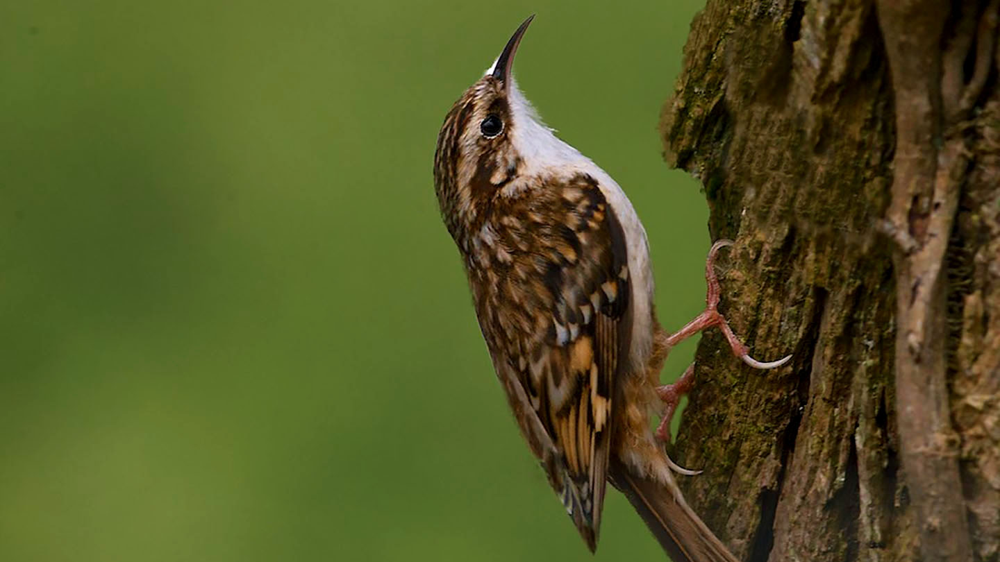 climbing birds