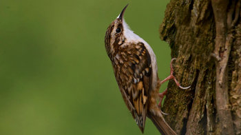 Treecreeper climbing up tree close up Treecreeper climbing up tree close up