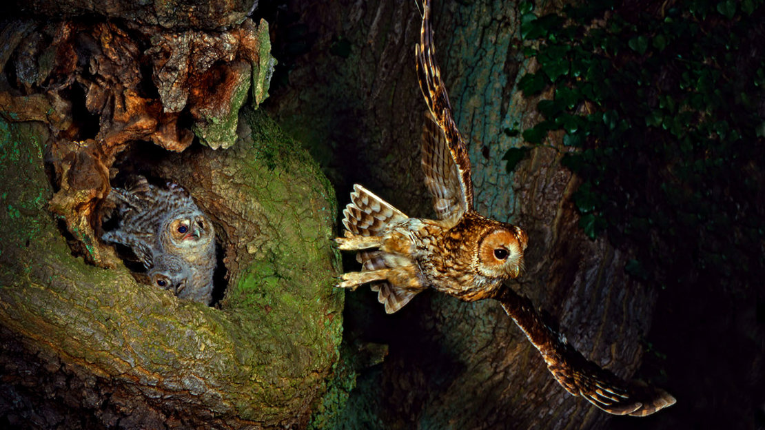 Tawny owl leaving tree hole nest with young