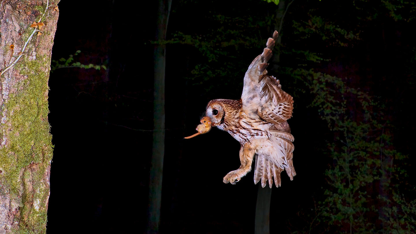 tawny owl food