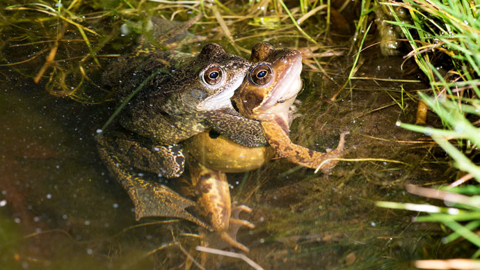 Common frog pair mating in amplexus