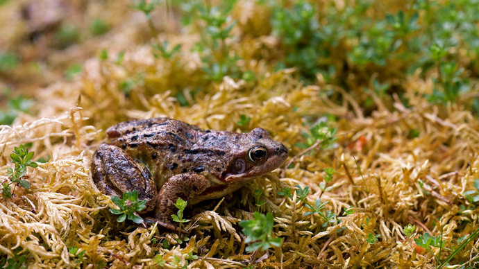 Common frog on mossy bank