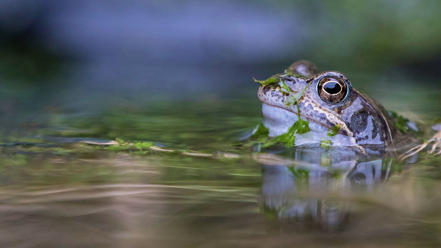 Woodland Frog