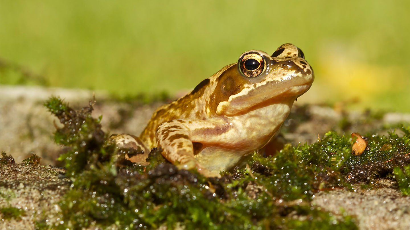 frog eating worm