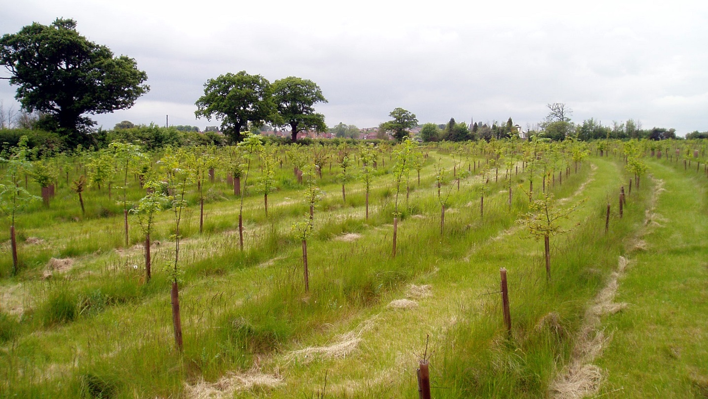 Farm diversification ideas, grants & examples Woodland Trust