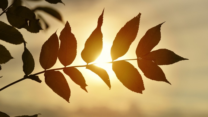 Ash leaves backlit by an orange sunset