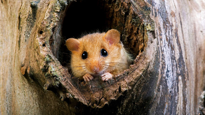 Hazel dormouse in hollow tree