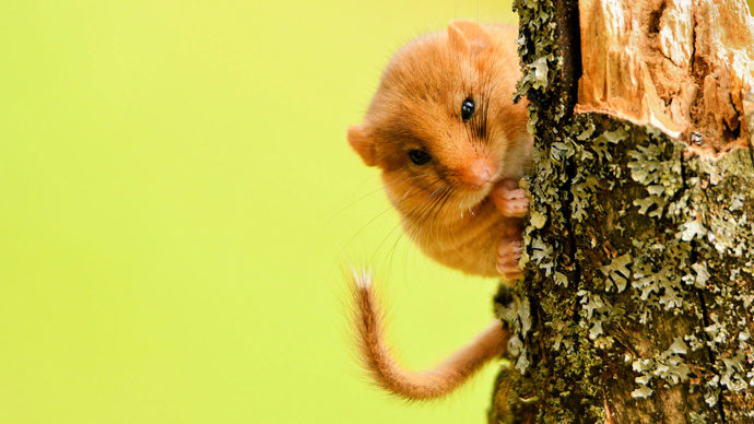 Hazel dormouse on tree