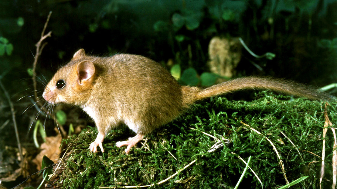 Hazel dormouse on mossy woodland floor
