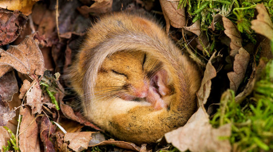 Female hazel dormouse hibernating
