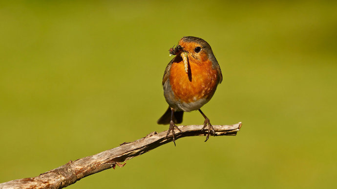 Robin on branch with insect in its beak