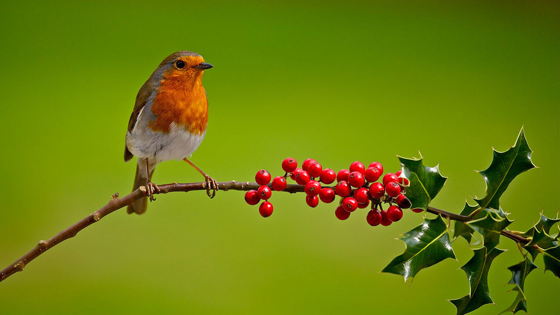 Robin on holly branch with green background
