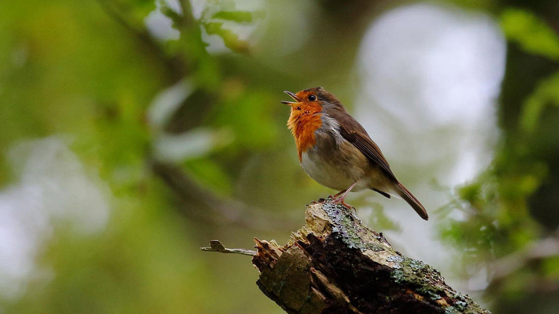 Robin singing perched on branch