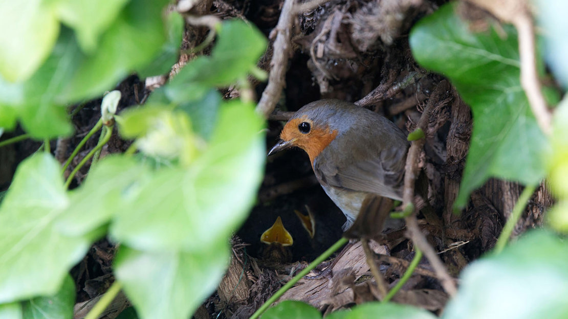 Robin feeding young at nest