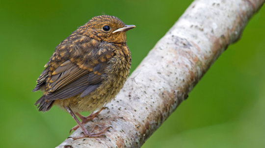 Robin juvenile close up