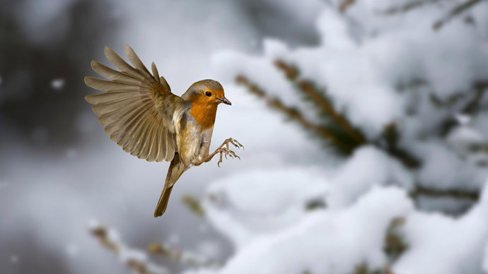 Robin landing on snow-covered tree