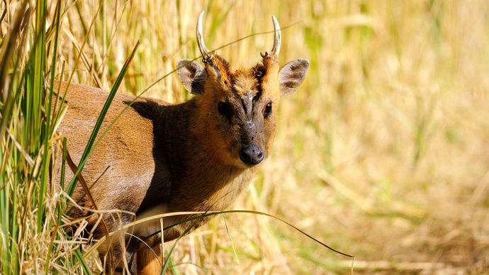 Muntjac deer peeking its head out of long grass