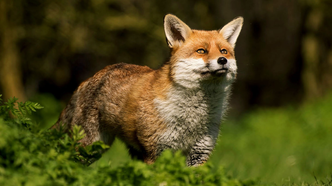 Fox looking up at the sun