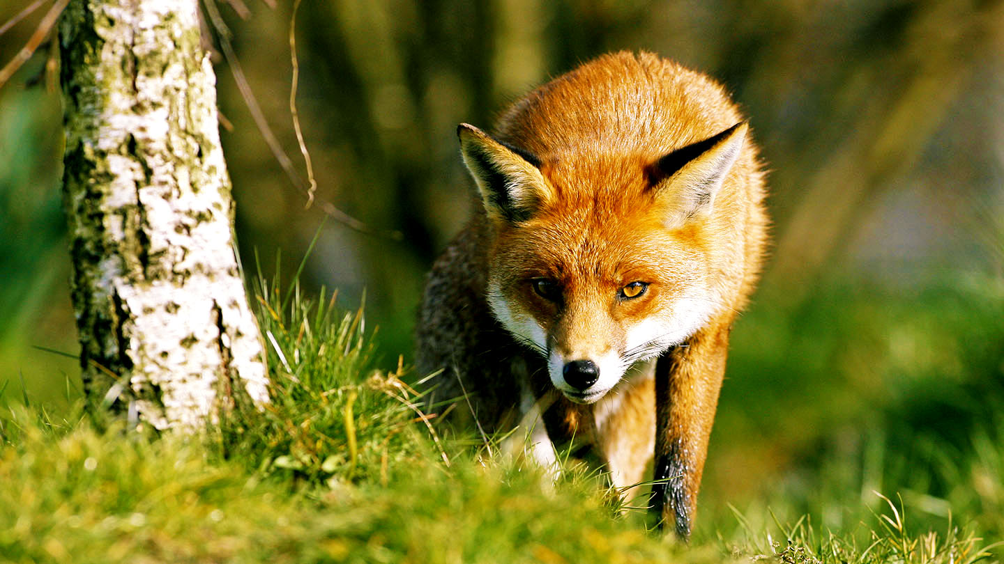 Fox, Species, Habitat, Behavior, & Facts