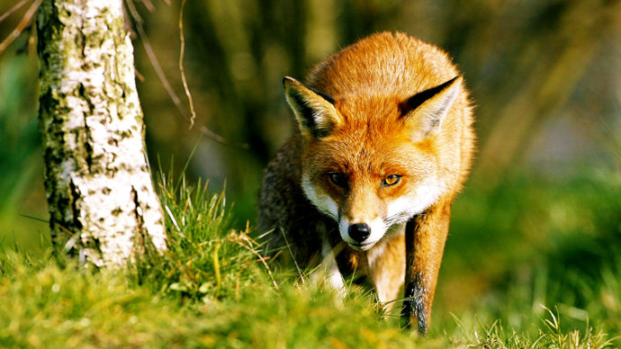 Fox stalking