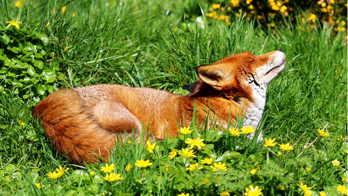 Fox sunbathing on grass