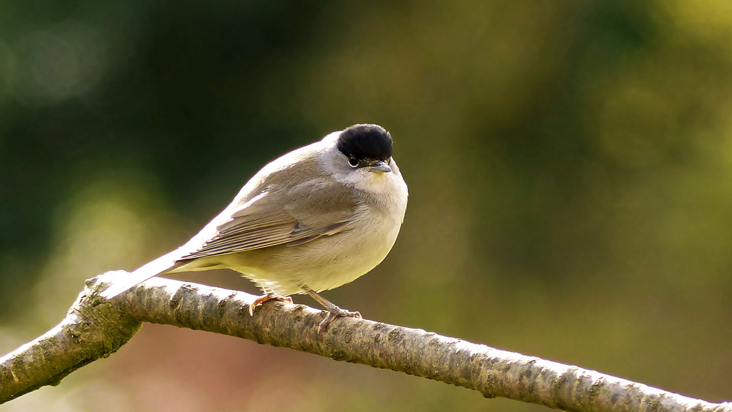 Blackcap (Sylvia atricapilla) - British Birds - Woodland Trust