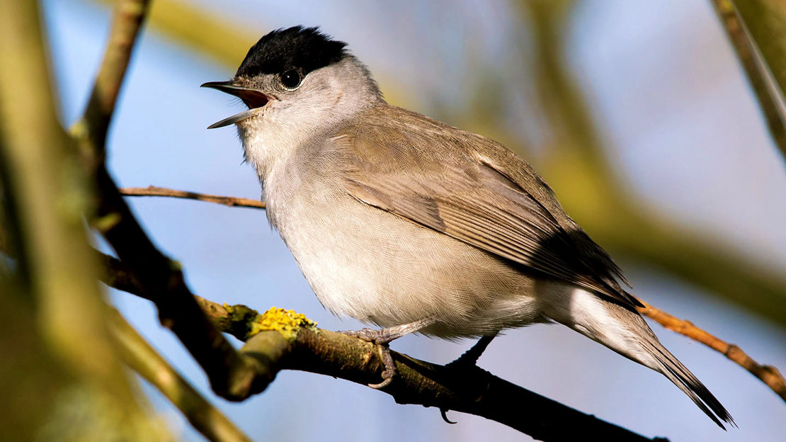 Blackcap in tree singing