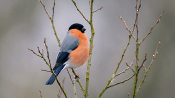 Bullfinch on branch