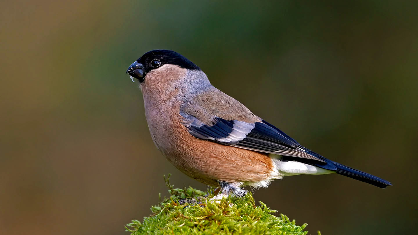 Bullfinch (Pyrrhula Pyrrhula) - British Birds - Woodland Trust