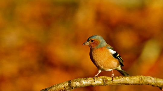 Chaffinch perched on branch in autumn