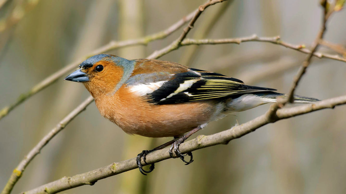 Chaffinch close up on twigs