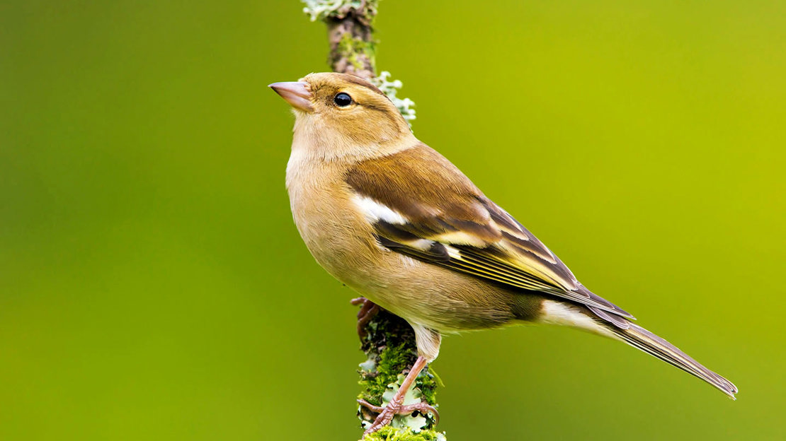 Female chaffinch on lichen branch