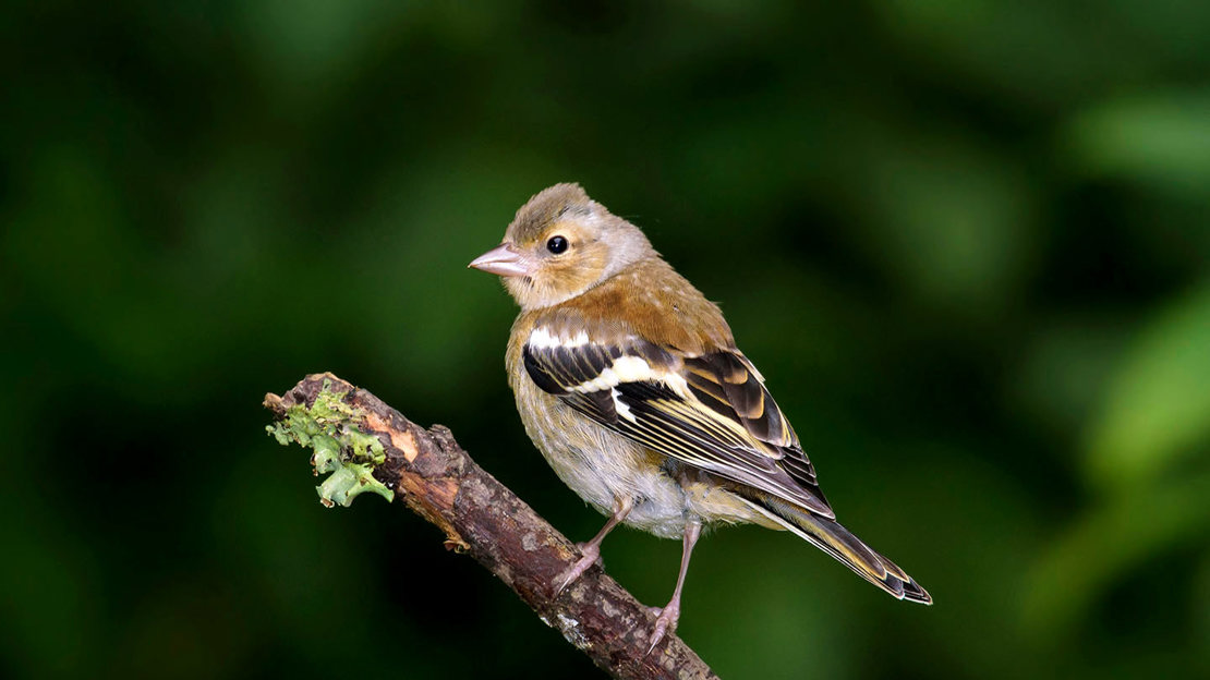 Juvenile chaffinch perched on a twig